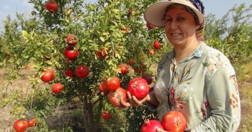 Mersin'de yılın ilk erken hasadı başladı: Şube başı 30 lira, pazarda 120 lira – Son Dakika Hayat Haberleri