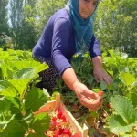 Kuyulu’da hasat sabahın ilk ışıkları ile başlıyor: Açılışı kilo 90 lira! – Son Dakika Yaşam Haberleri