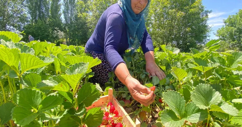 Kuyulu’da hasat sabahın ilk ışıkları ile başlıyor: Açılışı kilo 90 lira! – Son Dakika Yaşam Haberleri
