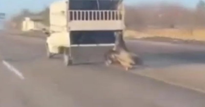 Kamyonetin arkasına bağladığı atı dakikalarca sürükledi; o anlar kamerada