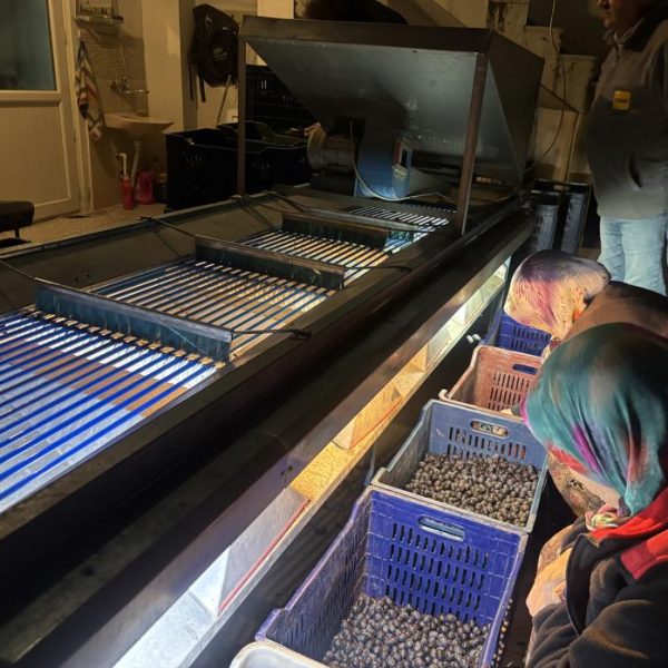 Marketlerde 500 lira, tarlada 160 lira: Hasat sona erdi, fabrikalara geçildi!