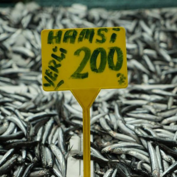 Balık fiyatları fırladı: Tezgahta 200 TL!